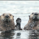 Illustration for article titled Lets check out this years Comedy Wildlife Photography Awards contenders